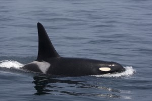 Orca